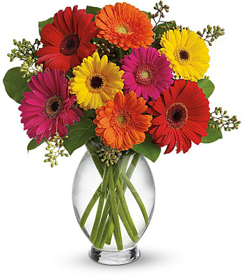 Gerbera Brights from Clifford's where roses are our specialty